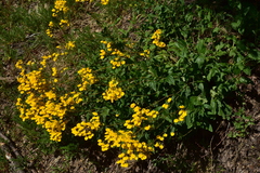 Calceolaria undulata