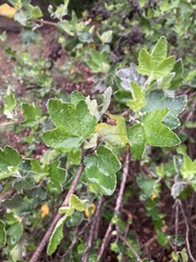 Malacothamnus fasciculatus nesioticus