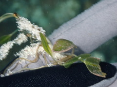 Halophila ovalis