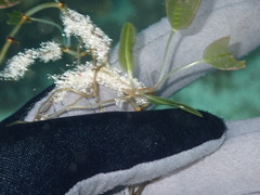 Halophila ovalis