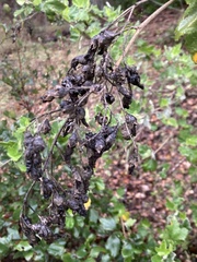 Malacothamnus fasciculatus nesioticus