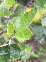 Malacothamnus fasciculatus nesioticus