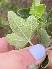 Malacothamnus fasciculatus nesioticus