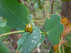 Paropsisterna agricola