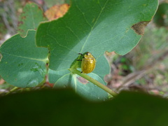 Paropsisterna agricola