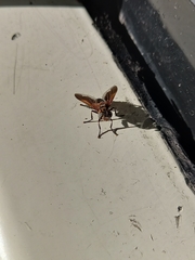 Trichopoda pictipennis