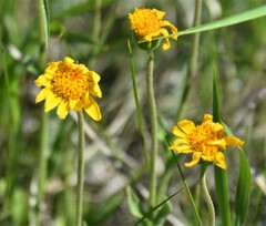 Arnica fulgens