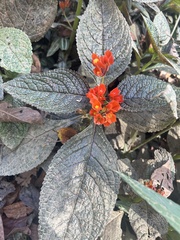 Chrysothemis pulchella