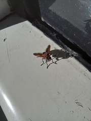 Trichopoda pictipennis