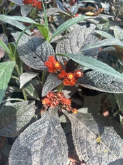 Chrysothemis pulchella