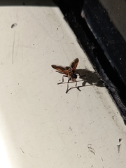 Trichopoda pictipennis