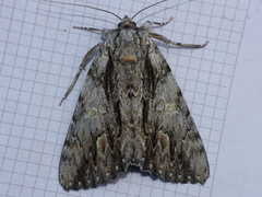 Catocala coccinata