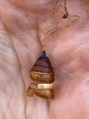 Lymantria dispar