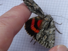Catocala coccinata