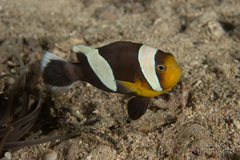 Amphiprion polymnus