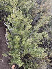 Ceanothus perplexans