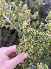 Ceanothus perplexans