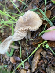 Marasmius albogriseus