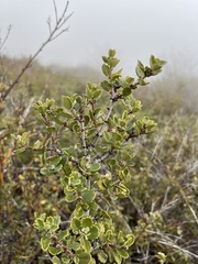 Ceanothus perplexans