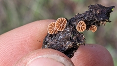 Phaeomarasmius rimulincola