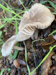 Marasmius albogriseus