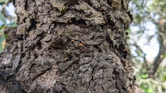 Phaeomarasmius rimulincola