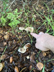 Marasmius albogriseus