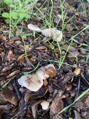 Marasmius albogriseus