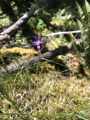 Brodiaea