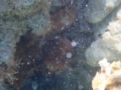 Octopus insularis