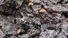 Phaeomarasmius rimulincola