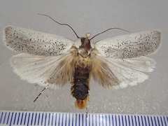 Maroga leptopasta