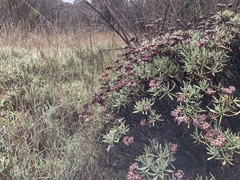 Eriogonum arborescens