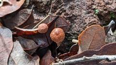 Androsacei