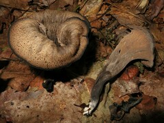 Craterellus fallax