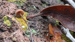Androsacei