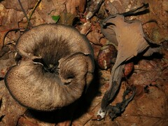 Craterellus fallax