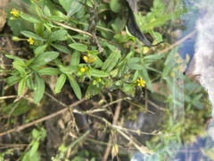 Calyptocarpus vialis