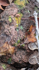 Androsacei