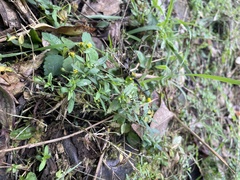 Calyptocarpus vialis