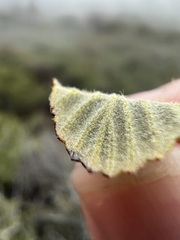 Cercocarpus betuloides