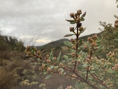 Ceanothus megacarpus insularis
