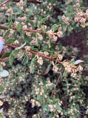 Ceanothus megacarpus insularis