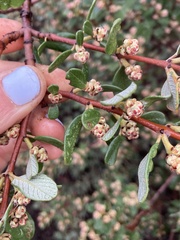 Ceanothus megacarpus insularis
