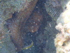 Octopus insularis
