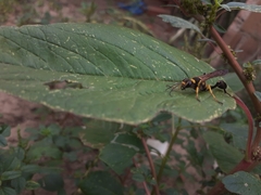 Sceliphron asiaticum