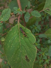 Sceliphron asiaticum