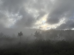 Cercocarpus betuloides