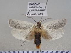Maroga leptopasta