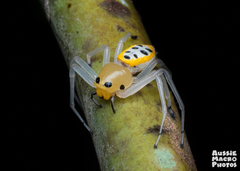 Poecilothomisus speciosus